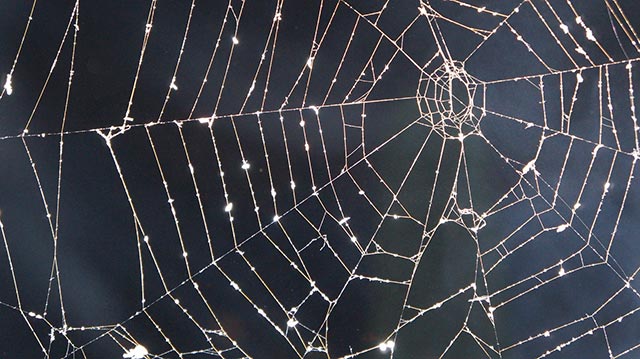 cobweb