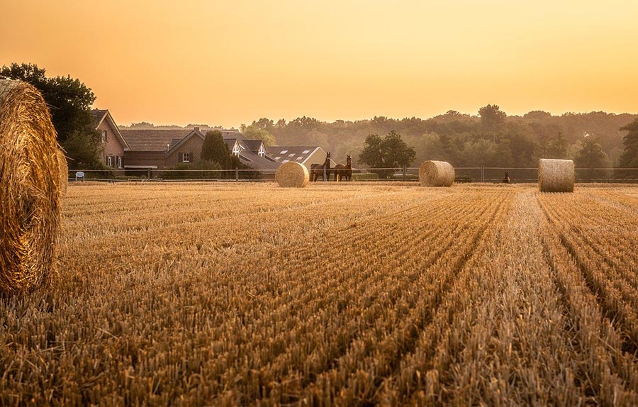 wheat field