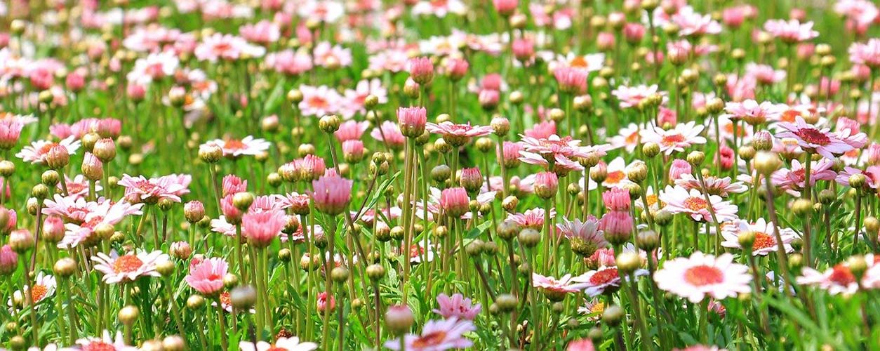 flowers in meadow