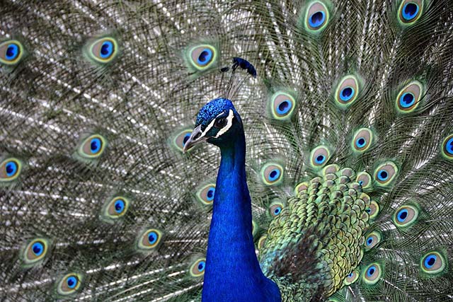 peacock