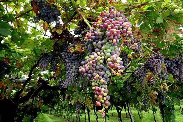 grapes